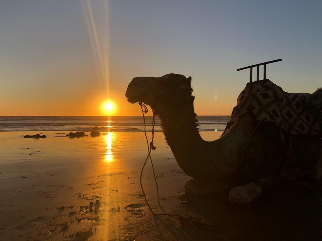 agadir camel ride and barbecue dinner